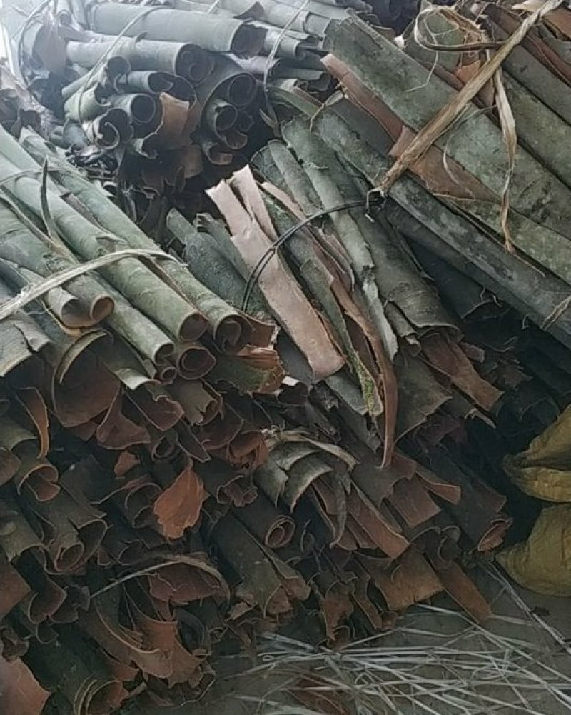 贵州山桂皮香桂皮野生桂皮香味浓郁量大包邮