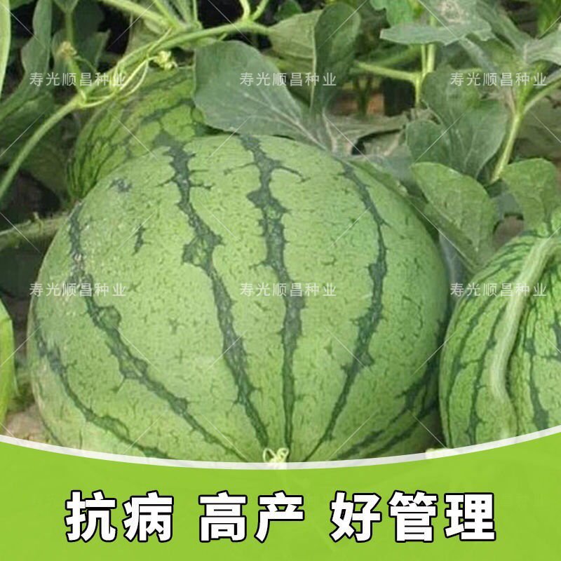 (巨型西瓜种子)高产甜早熟四季播特大无籽农科院特大水果西