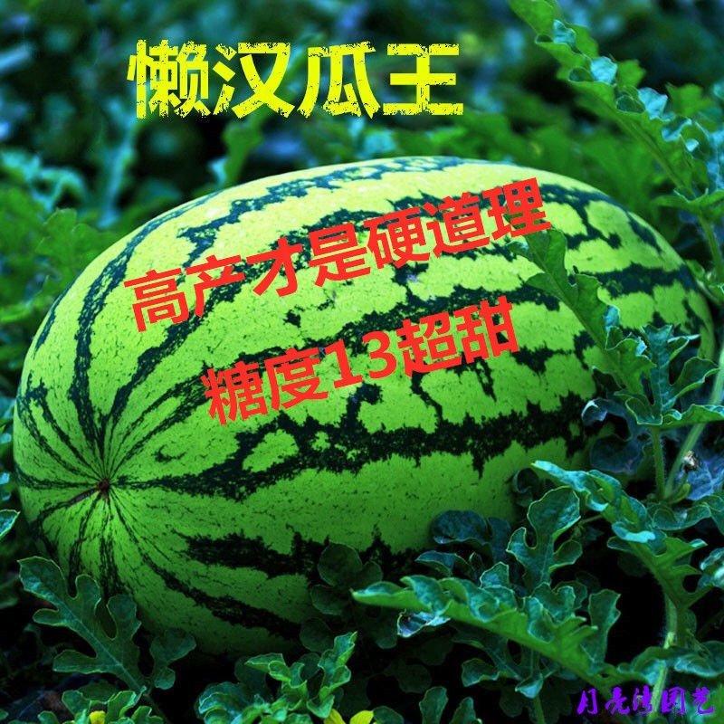 (巨型西瓜种子)高产甜早熟四季播特大无籽农科院特大水果西