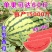 (巨型西瓜种子)高产甜早熟四季播特大无籽农科院特大水果西