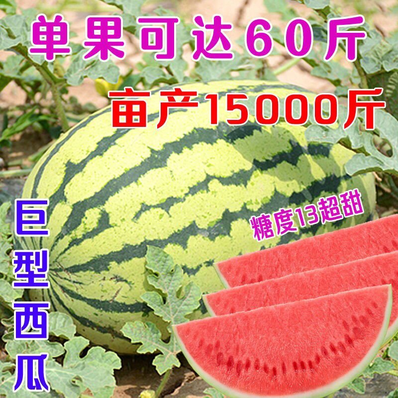 (巨型西瓜种子)高产甜早熟四季播特大无籽农科院特大水果西