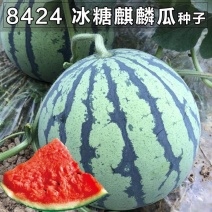 (巨型西瓜种子)高产甜早熟四季播特大无籽农科院特大水果西