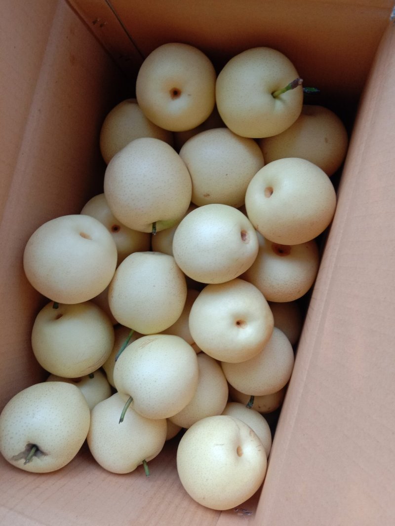 赵县精品皇冠梨开始大量出库，欢迎各大电商，市场前来咨询。