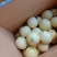 赵县精品皇冠梨开始大量出库，欢迎各大电商，市场前来咨询。
