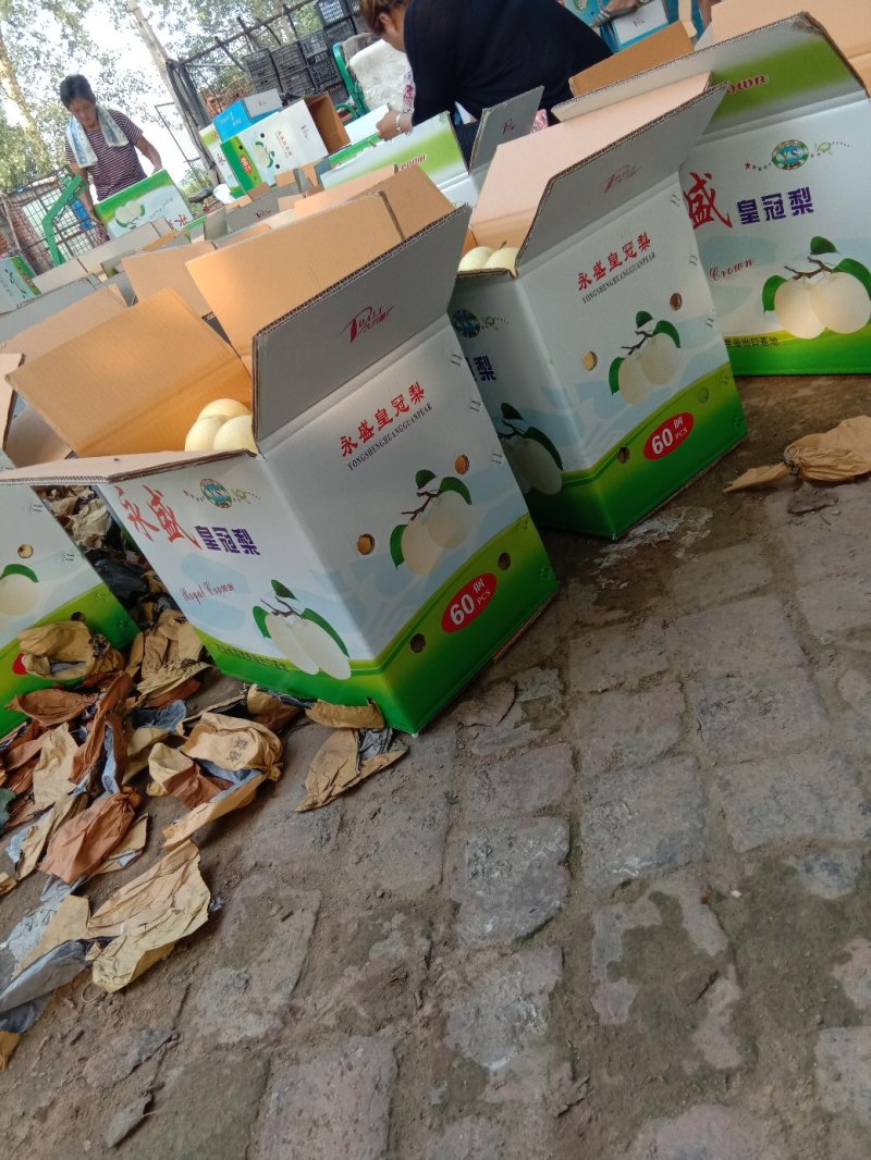 赵县精品皇冠梨开始大量出库，欢迎各大电商，市场前来咨询。