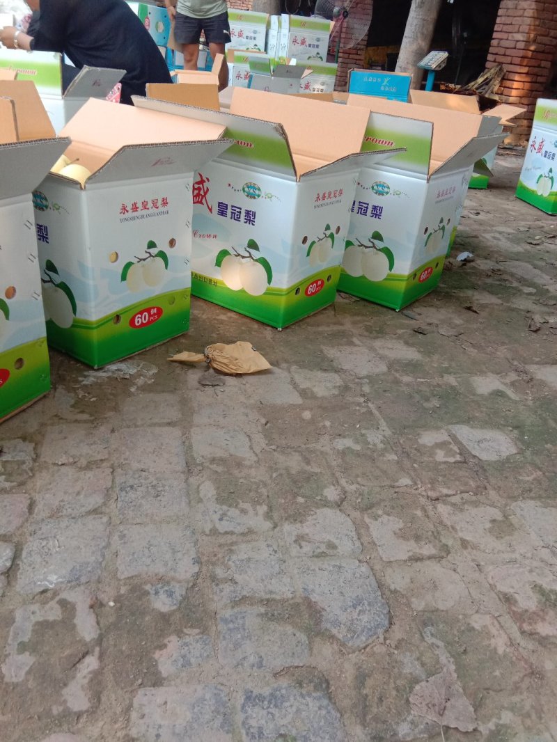 赵县精品皇冠梨开始大量出库，欢迎各大电商，市场前来咨询。