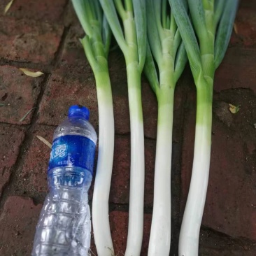 杆葱，大量上市