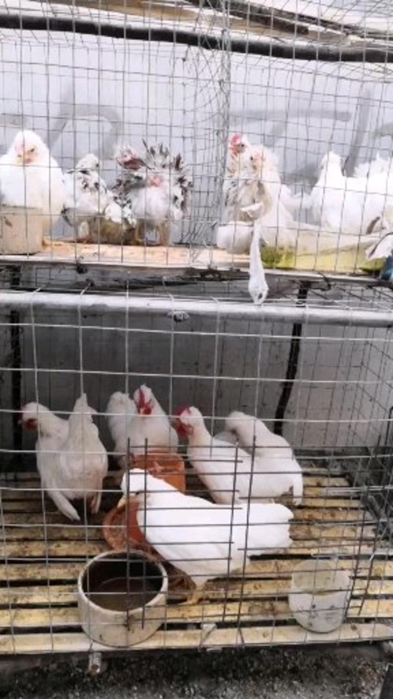 元宝鸡各种观赏鸡观赏鸡种蛋矮脚鸡