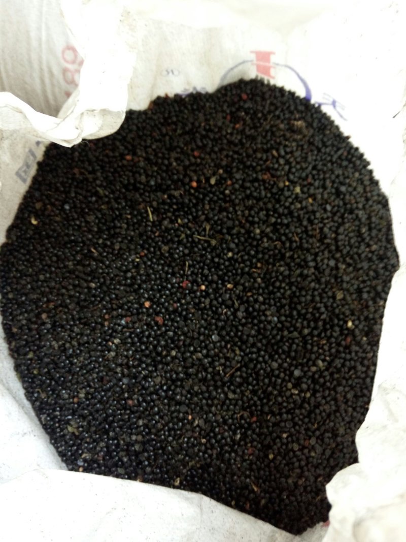 韩城大红袍狮子头花椒苗，黄盖花椒苗