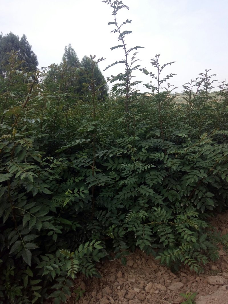 韩城大红袍狮子头花椒苗，黄盖花椒苗