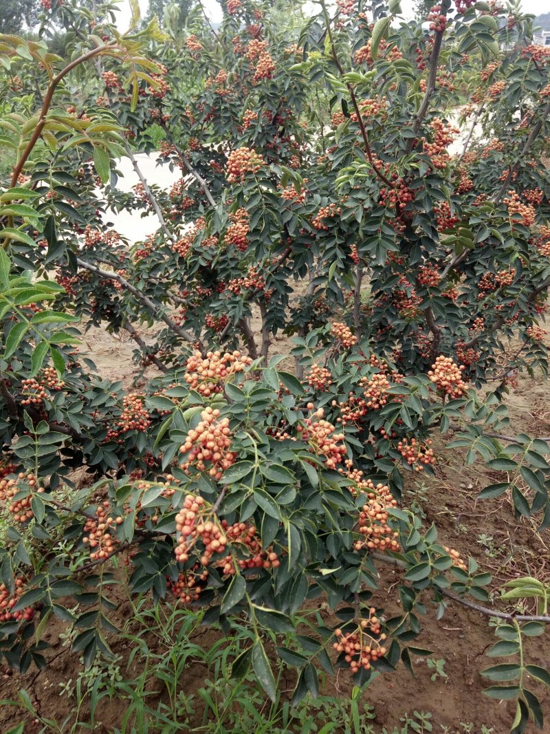 韩城大红袍狮子头花椒苗，黄盖花椒苗