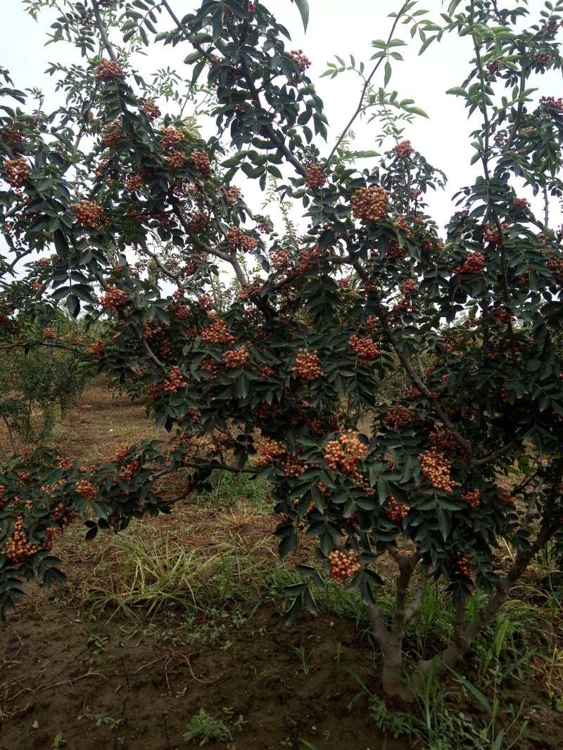 韩城大红袍狮子头花椒苗，黄盖花椒苗