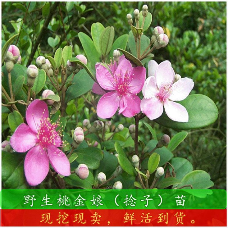 果树捻子树苗果树捻子果苗山捻子苗乌稔桃金娘树苗果苗盆栽棯