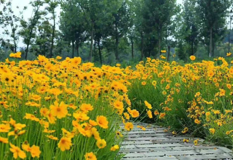 大花金鸡菊种子四季种野菊花种子花海绿化多年生宿根种子