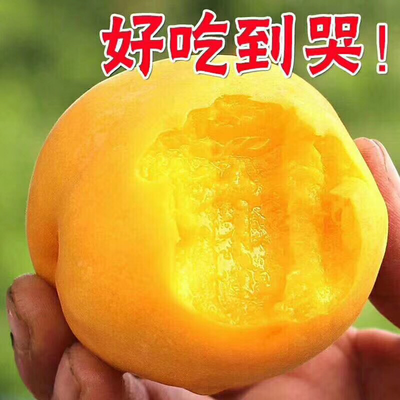 锦绣黄桃