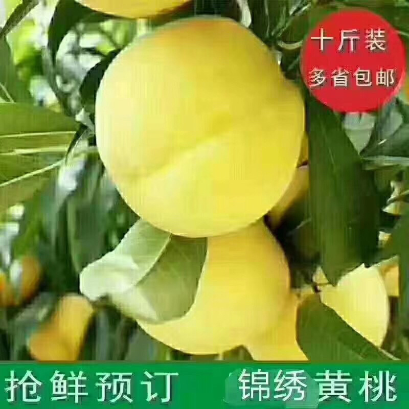 锦绣黄桃