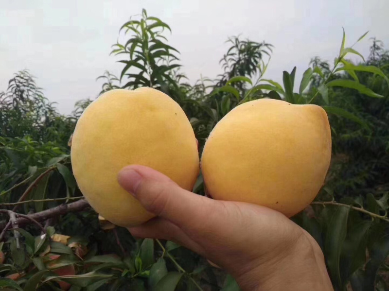 锦绣黄桃