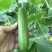 水果黄瓜种子乾德1517光滑无刺口感好