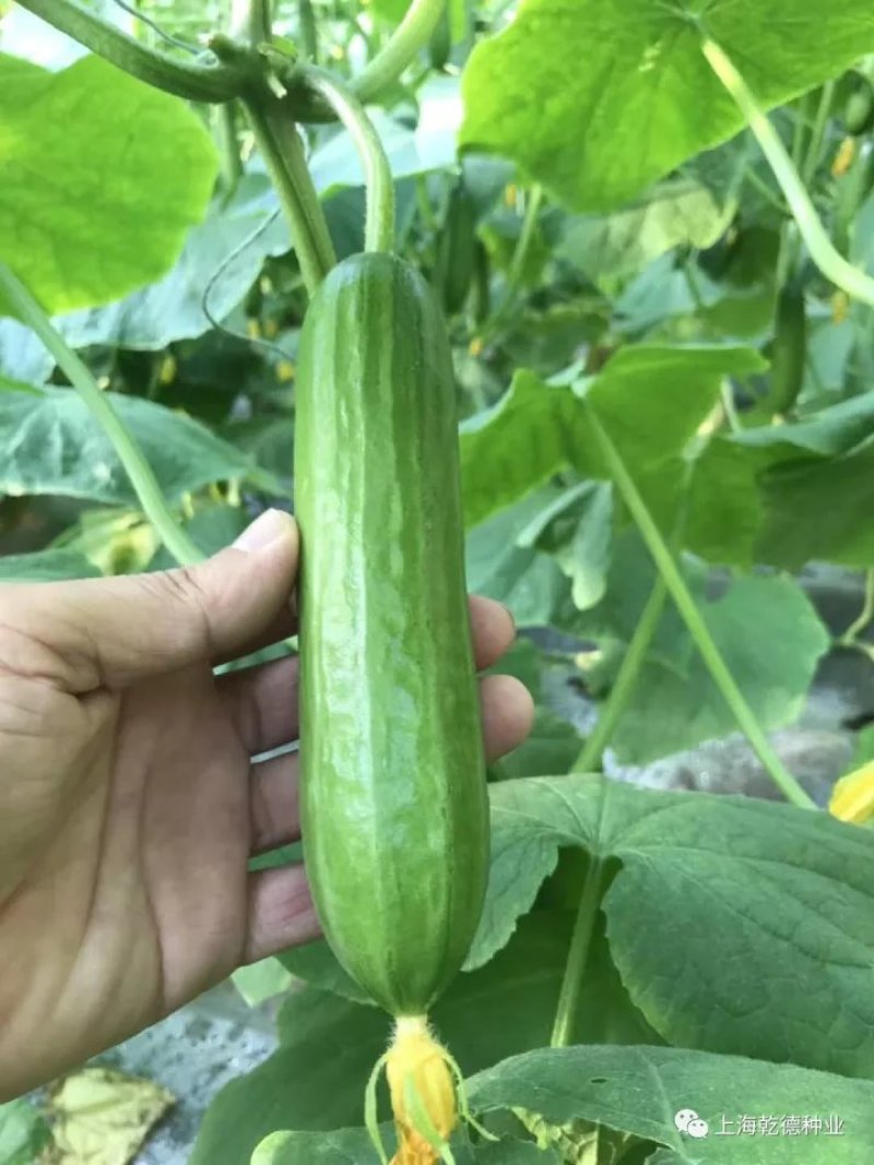 水果黄瓜种子乾德1517光滑无刺口感好