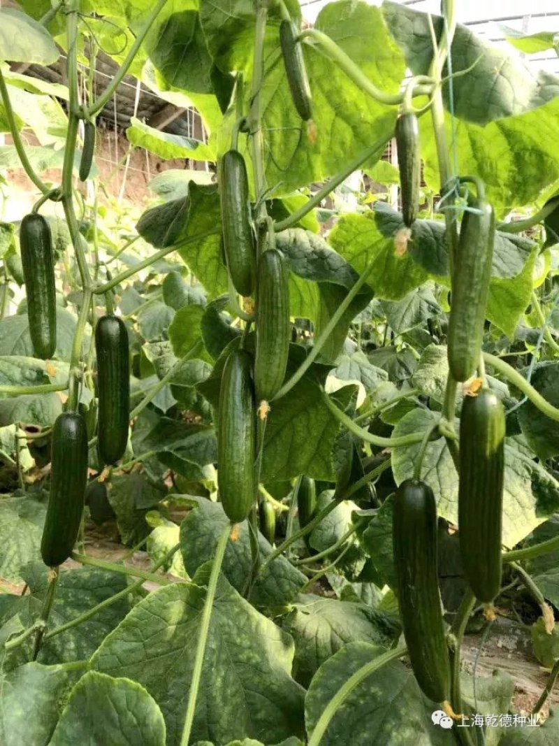 水果黄瓜种子乾德1517光滑无刺口感好
