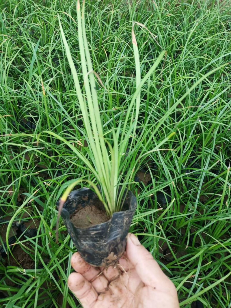 麦冬草保证质量，带杯发货，基地直发