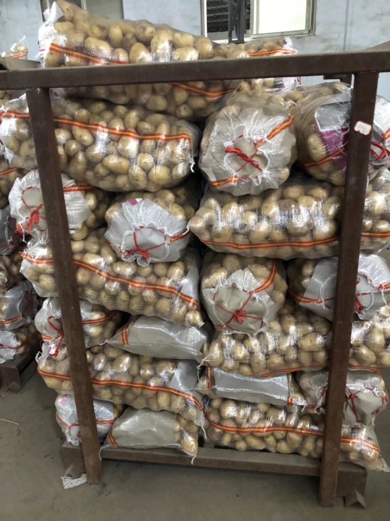 山东冷库黄心土豆V7土豆荷兰十五沃土豆大量出库全国发货