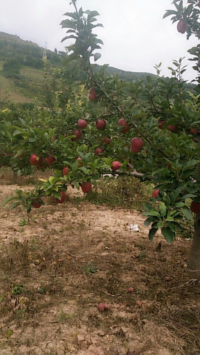 甘肃天水正麦积区高山花牛苹果可包邮到全国各地