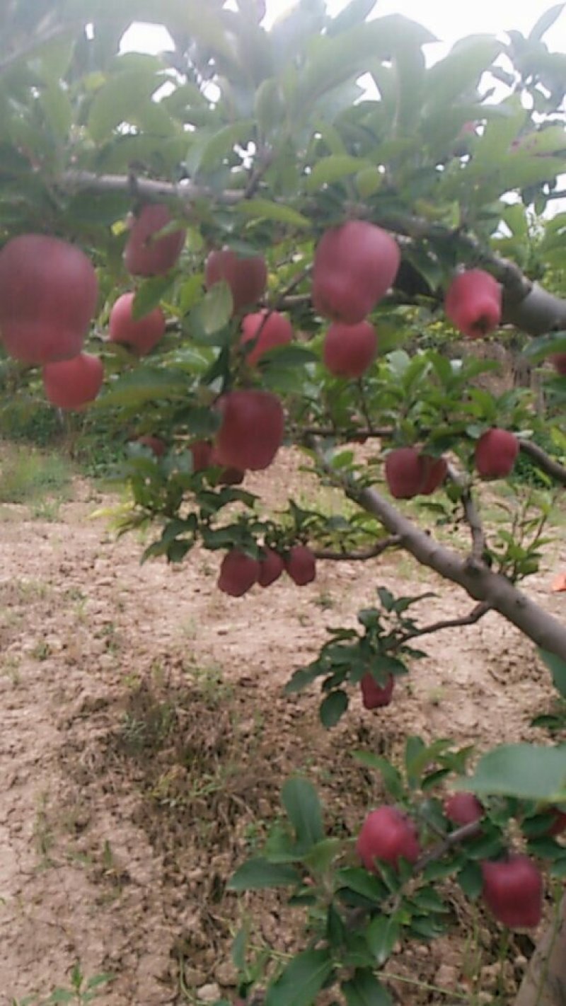 甘肃天水正麦积区高山花牛苹果可包邮到全国各地