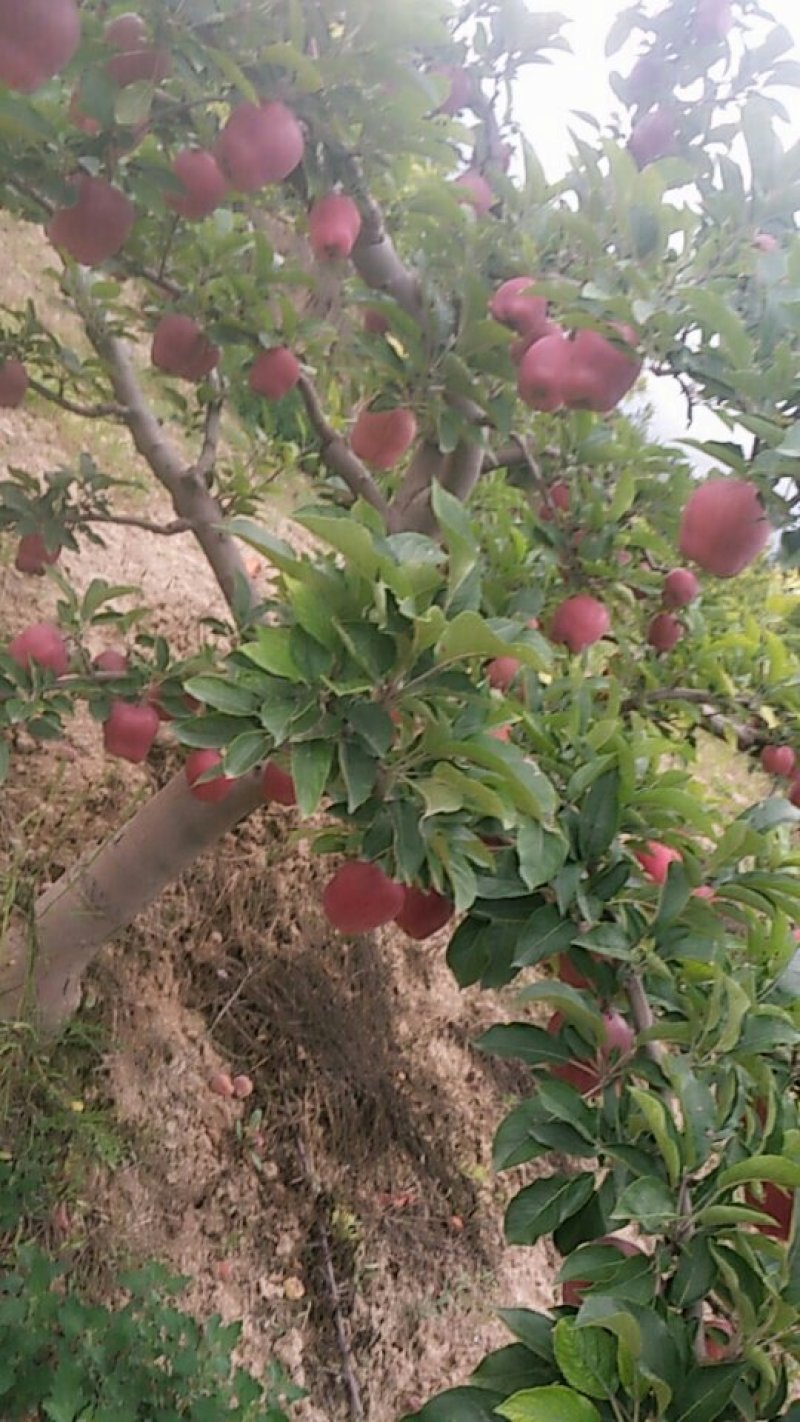 甘肃天水正麦积区高山花牛苹果可包邮到全国各地