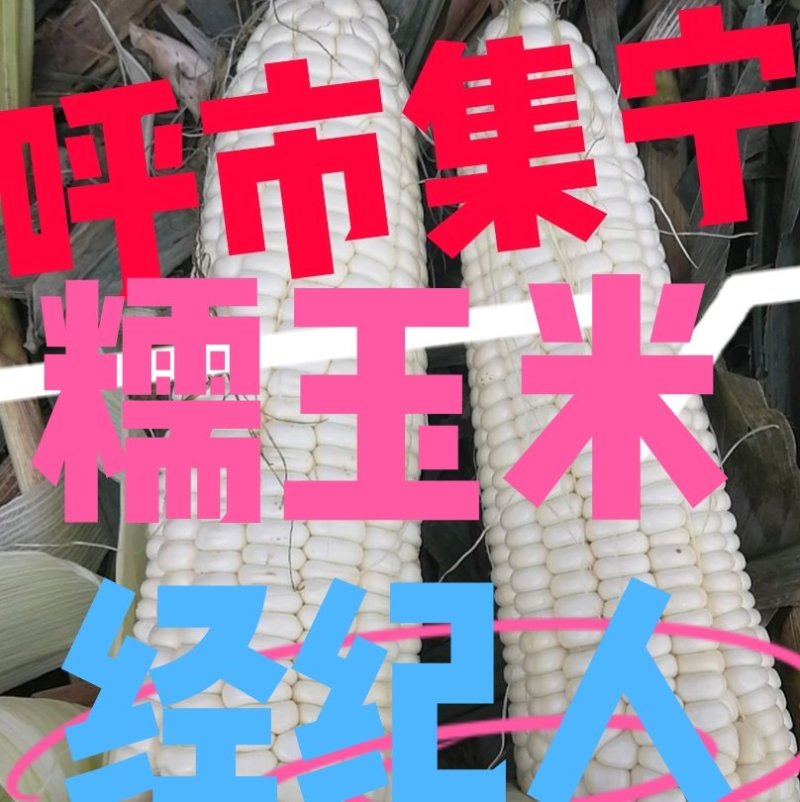 甜玉米和糯玉米