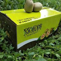 【一件代发】浦江红心猕猴桃上市了大量供应产地直发品质供应