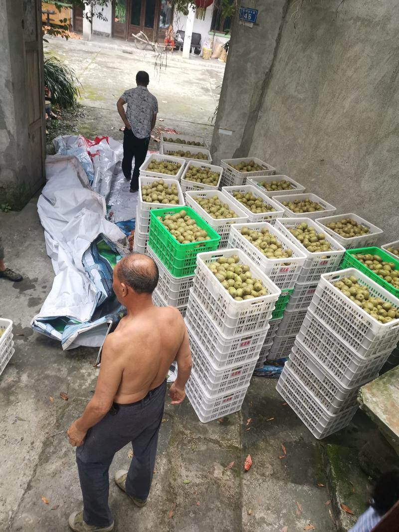 【一件代发】浦江红心猕猴桃上市了大量供应产地直发品质供应