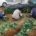 小白草莓苗批发优质白雪公主草莓苗出售山东草莓苗批发