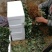 小白草莓苗批发优质白雪公主草莓苗出售山东草莓苗批发