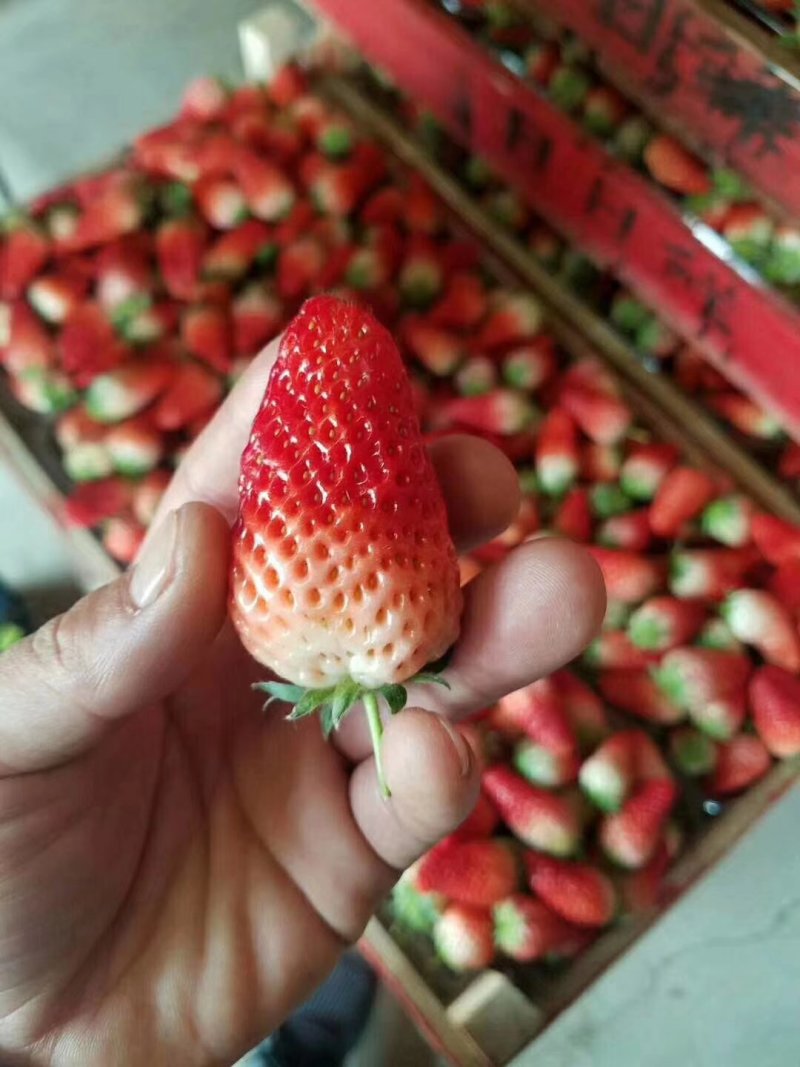 奶油草莓苗批发支持一件代发批发零售基地直销包成活