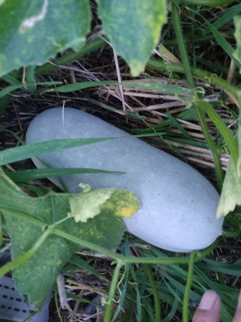 大量供应冬瓜，水果冬瓜。