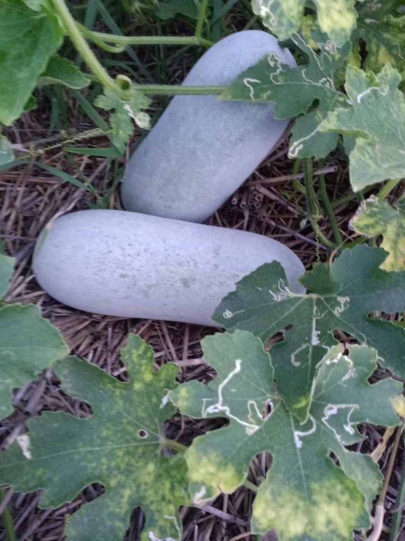 大量供应冬瓜，水果冬瓜。