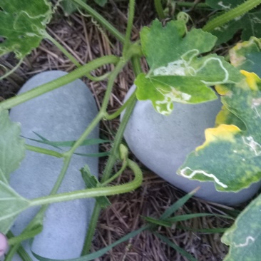 大量供应冬瓜，水果冬瓜。