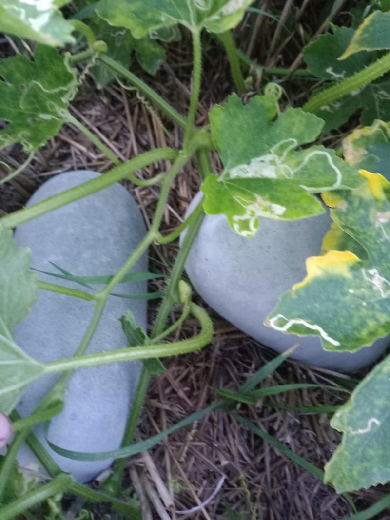 大量供应冬瓜，水果冬瓜。
