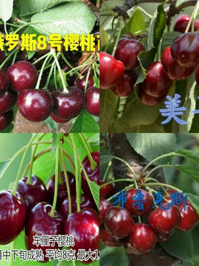 【纯正】矮化樱桃苗鲁樱3号、奇早，瑞德技术指导签合同