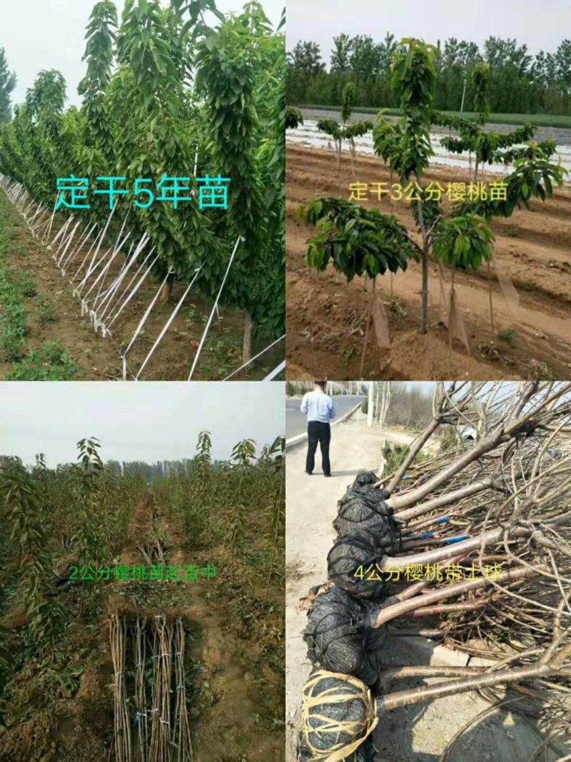 【纯正】矮化樱桃苗鲁樱3号、奇早，瑞德技术指导签合同