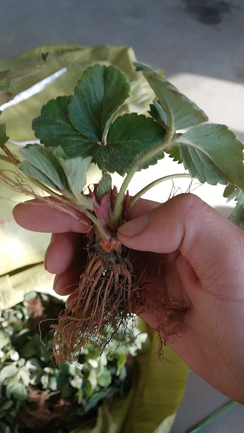 四季草莓苗四季结果草莓苗批发优质草莓苗出售