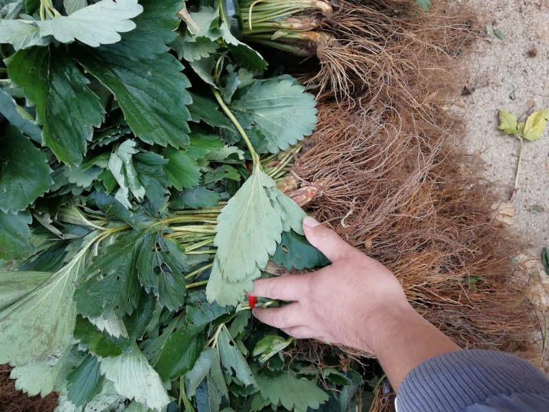 四季草莓苗四季结果草莓苗批发优质草莓苗出售