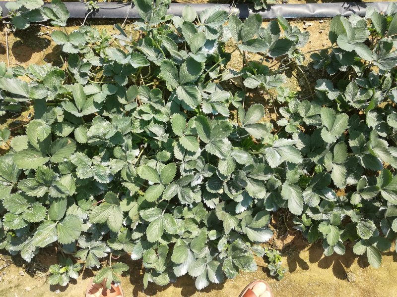 四季草莓苗四季结果草莓苗批发优质草莓苗出售