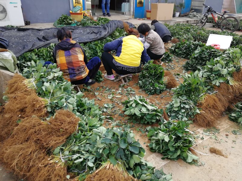 四季草莓苗四季结果草莓苗批发优质草莓苗出售
