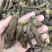 红参，无糖老红参500g