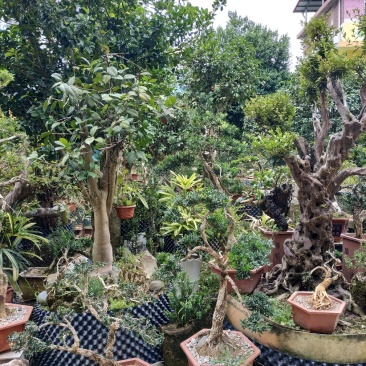 黄杨盆景永福产地直销可视频看货选苗一手货源精挑细选放心苗