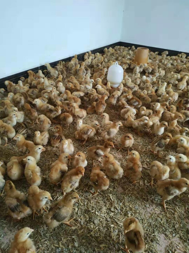 海兰褐出壳蛋鸡苗！脱温苗！出壳苗，脱温苗