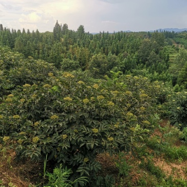 吴茱萸，吴茱萸果子，臭辣子棰油子，米娜子，中花吴茱萸贵州
