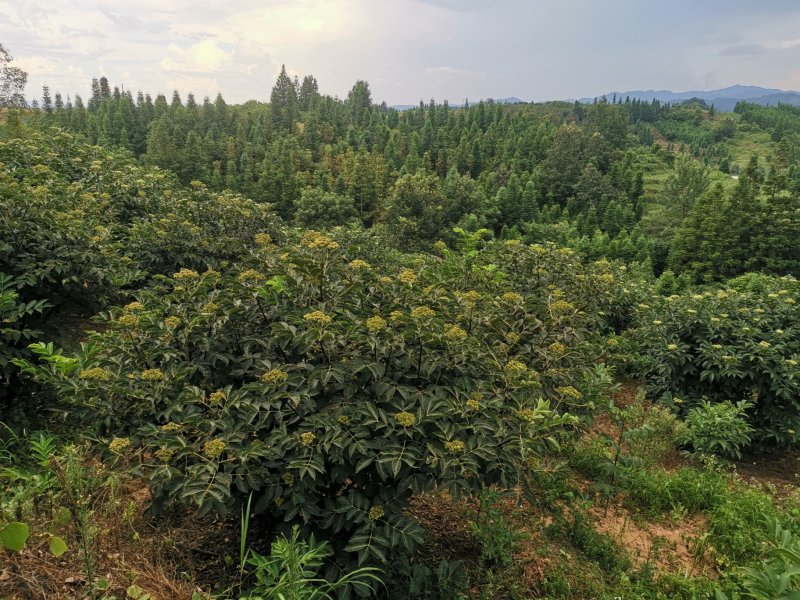 吴茱萸，吴茱萸果子，臭辣子棰油子，米娜子，中花吴茱萸贵州